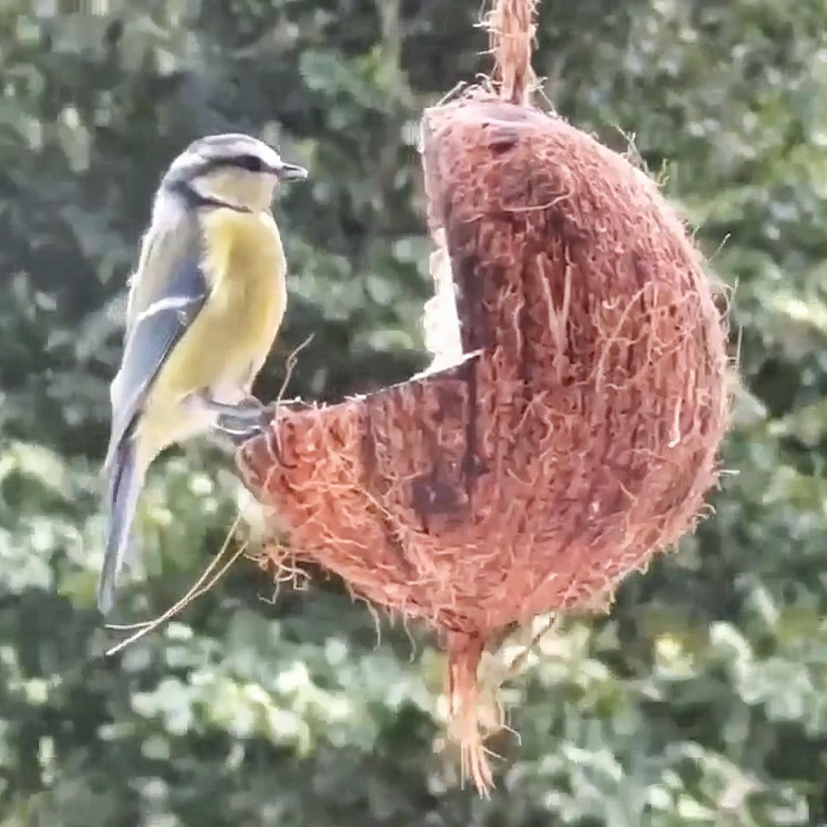 Kokosnussschale mit Plattform – gut für Vögel zum Sitzen