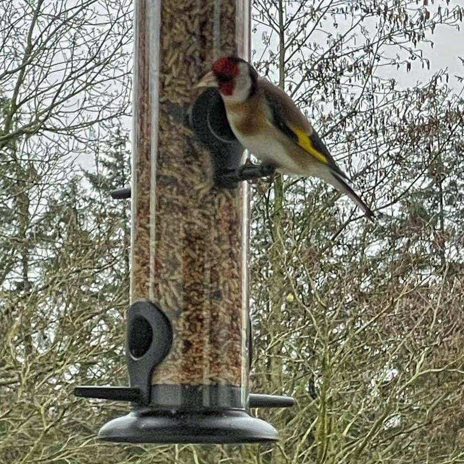 Vogelfutterspender für Samen und Samenmischungen - hoch